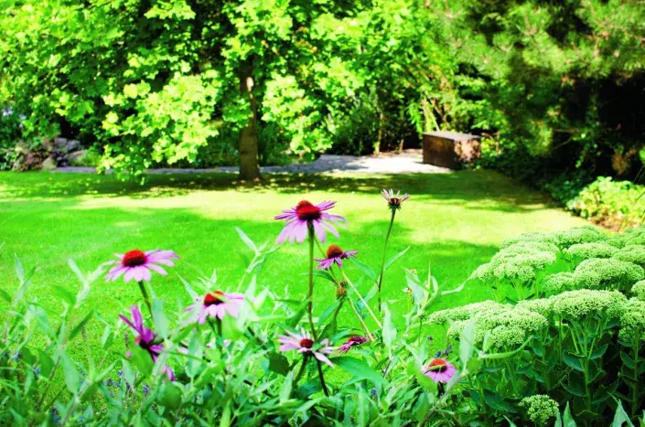 Třapatkovky na zahradě Třapatkovky na zahradě