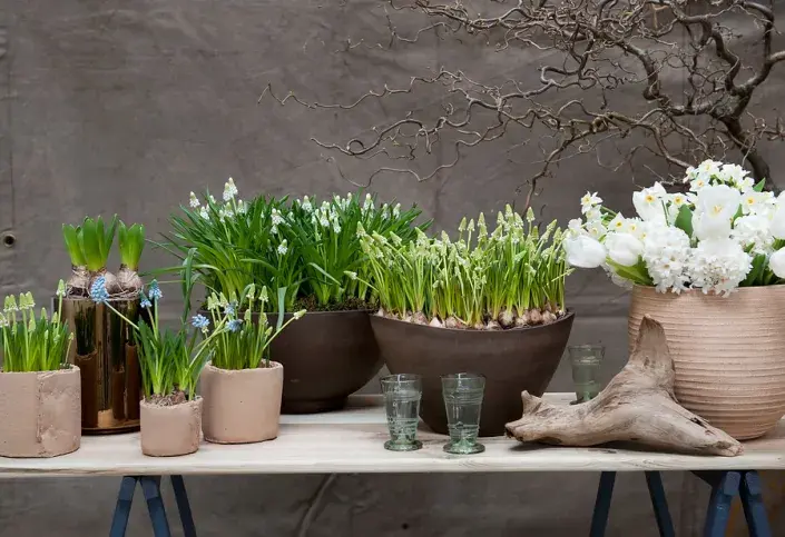 Modřence v květináčích Modřence v květináčích