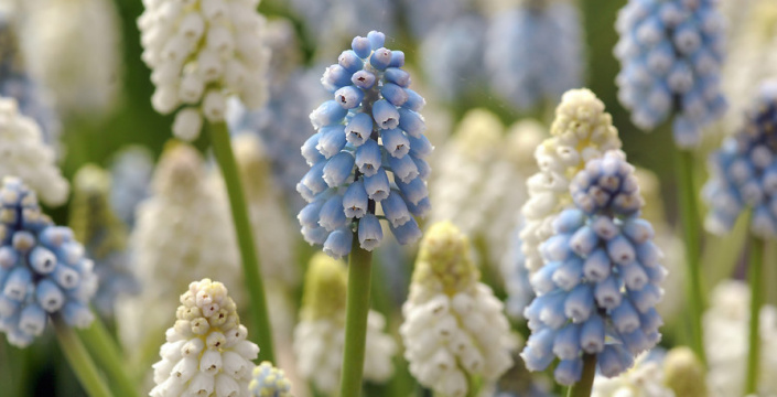 Modré a bílé květy modřenců