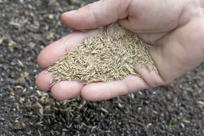 Dosev travního osiva Dosev travního osiva