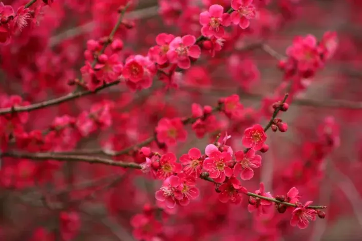 Slivoň japonská Slivoň japonská