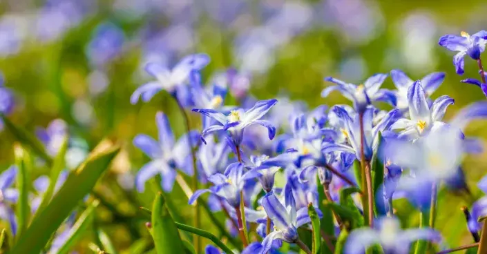 Ladonička bělomodrá Ladonička bělomodrá