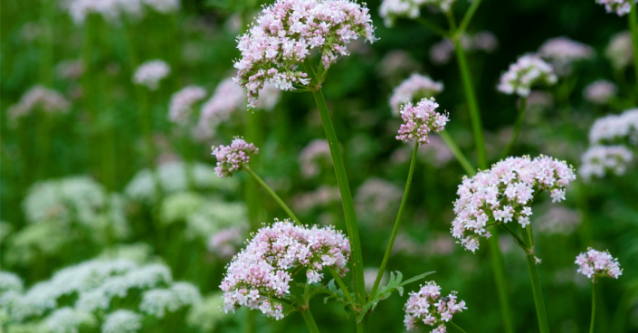 Kozlík lékařský (Valeriana officinalis)