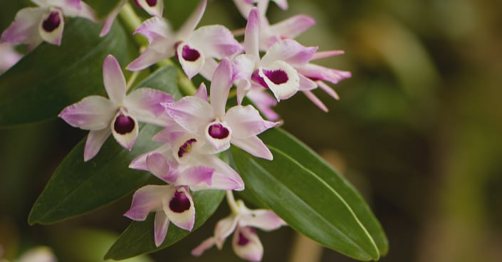 Dendrobium nobile