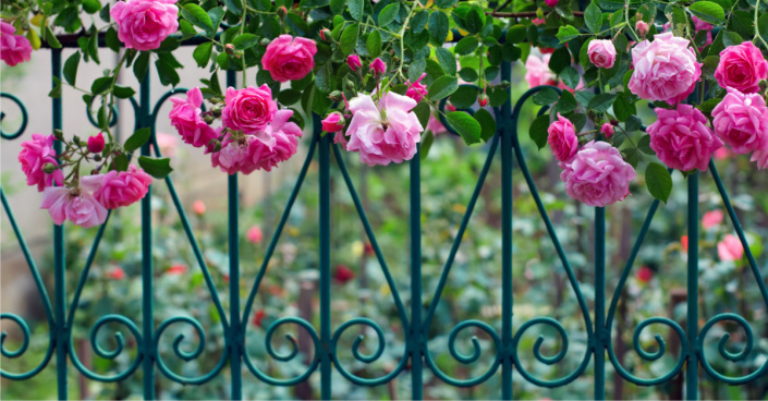 Kovový plot popnutý růžemi