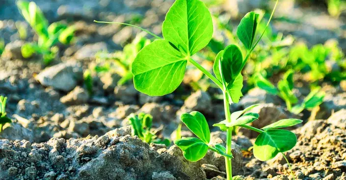 Sazenice hrachu Sazenice hrachu