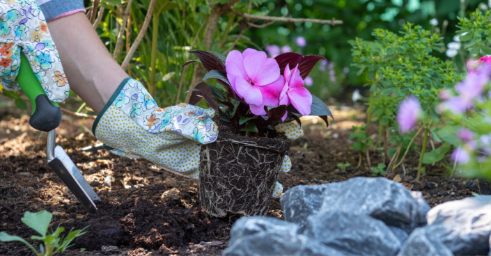 Výsadba netýkavky balzamíny (Impatiens balsamina)