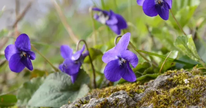 Violka vonná Violka vonná