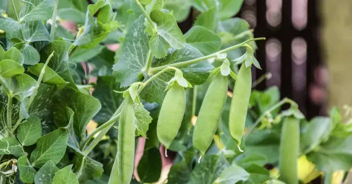 Dozrávající hrachové lusky Dozrávající hrachové lusky