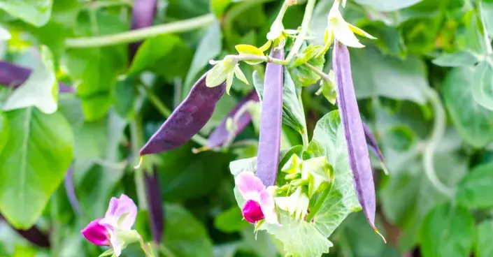 Fialové lusky hrachu Fialové lusky hrachu