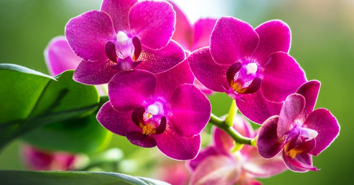 Orchidej můrovec