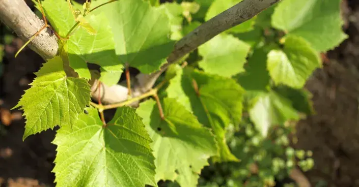 Révový výhon Révový výhon