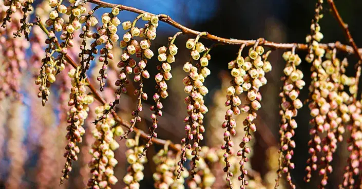 Ocasatec čínský Ocasatec čínský