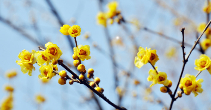 Zimnokvět časný (Chimonanthus praecox)