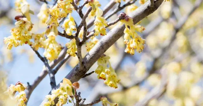 Lískovníček klasnatý Lískovníček klasnatý