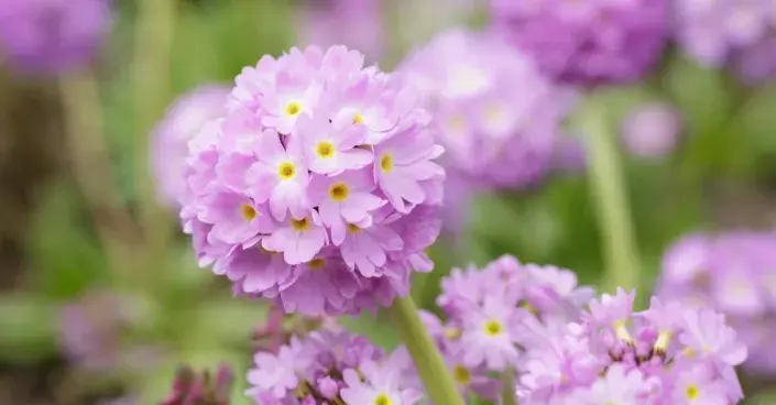 Prvosenka zoubkatá Prvosenka zoubkatá