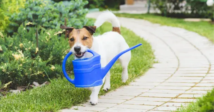 Pes s konvičkou Pes s konvičkou