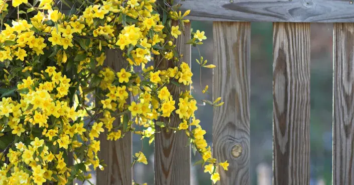 Popínavka na plotě Popínavka na plotě