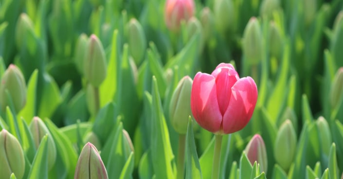 Červeně kvetoucí tulipán
