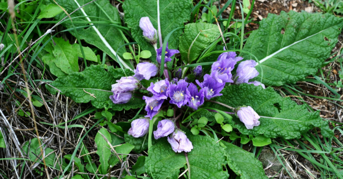 Mandragora lékařská (Mandragora officinalis) Mandragora lékařská (Mandragora officinalis)