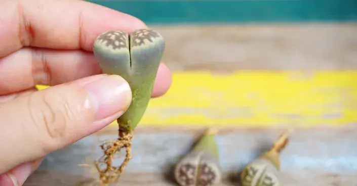 Sukulent rodu Lithops Sukulent rodu Lithops