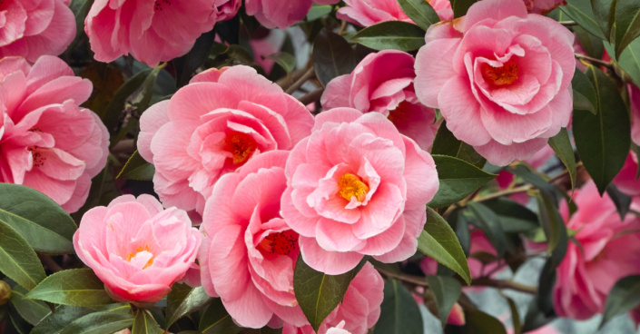 Kamélie japonská (Camellia japonica)