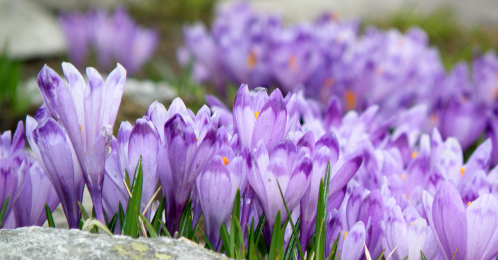 Rozkvelé krokusy jarní (Crocus vernus)