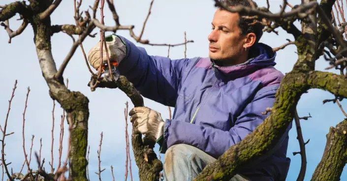 Řez ovocného stromu Řez ovocného stromu