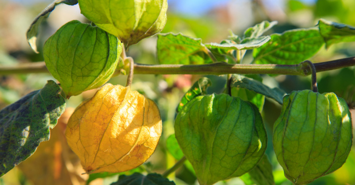 Lampionky mochyně peruánské (Physalis peruviana)