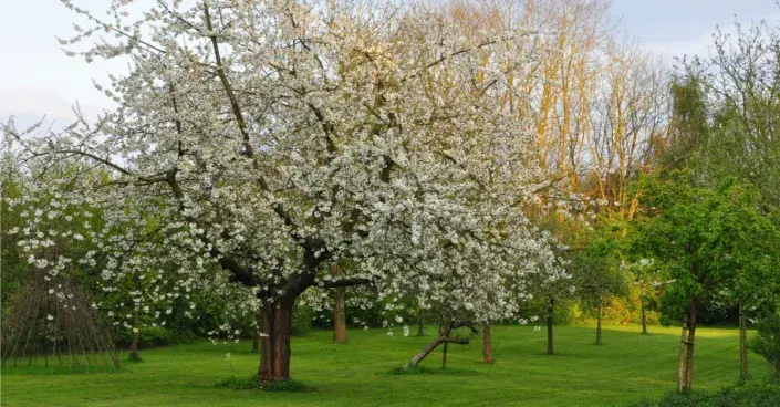 Rozkvetlý strom třešně Rozkvetlý strom třešně