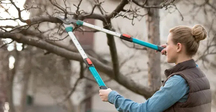 Řez stromu pákovými nůžkami Řez stromu pákovými nůžkami