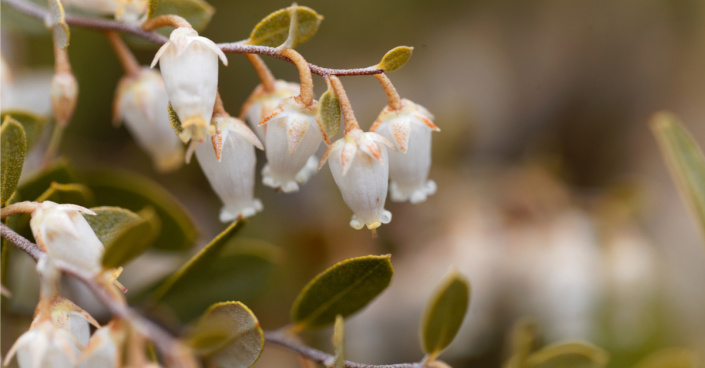 Lýkoveček drobnokališný (Chamaedaphne calyculata)