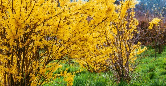 Zlatice prostřední Zlatice prostřední