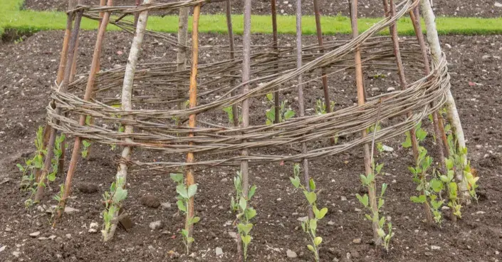 Opora z proutí Opora z proutí