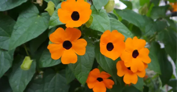 Thunbergie křídlatá 