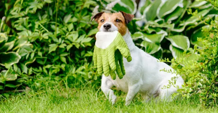 Pes na zahradě Pes na zahradě