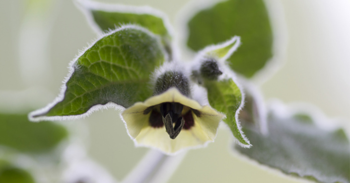 Květ mochyně peruánské (Physalis peruviana)