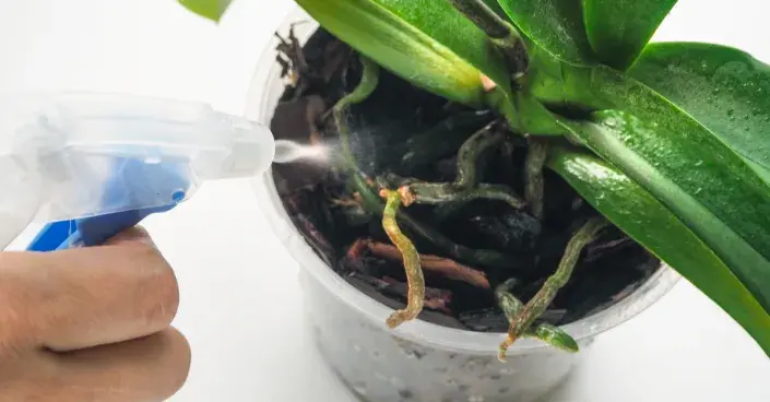 Rosení orchideje Rosení orchideje