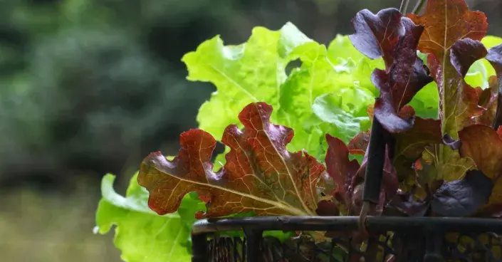 Listové saláty v košíku Listové saláty v košíku