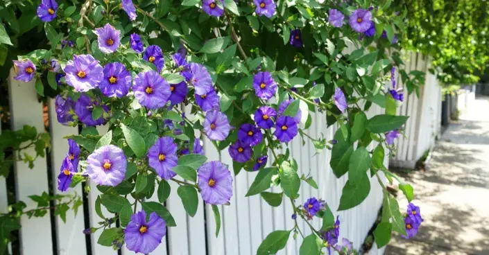 Popínavka na plotě Popínavka na plotě