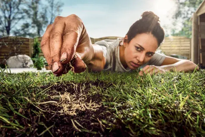 Trávník pod drobnohledem Trávník pod drobnohledem