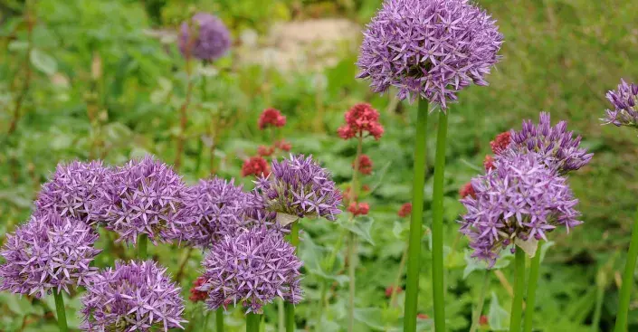 Okrasný česnek (Allium) Okrasný česnek (Allium)