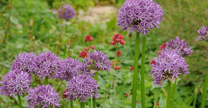 Okrasný česnek (Allium)