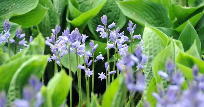 Hyacintovec španělský (Hyacinthoides hispanica) Hyacintovec španělský (Hyacinthoides hispanica)