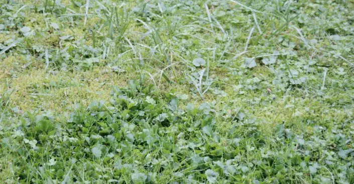 Plevel v trávníku Plevel v trávníku