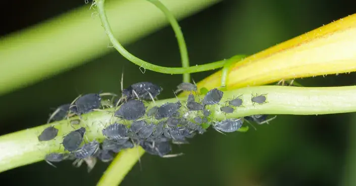 Mšice na mladých výhonech Mšice na mladých výhonech