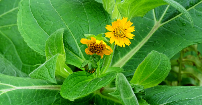 Jakon mléčnolistý (Polymnia sonchifolia)