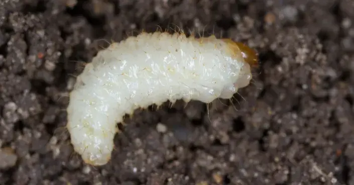 Larva lalokonosce Larva lalokonosce