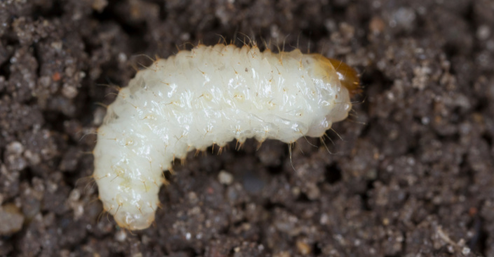 Larva lalokonosce