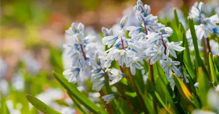 Puškinie ladoňkovitá (Puschkinia scilloides) Puškinie ladoňkovitá (Puschkinia scilloides)